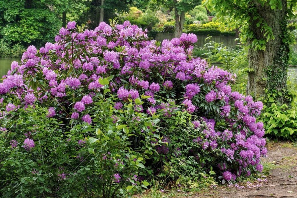 Rhododendron for balcony privacy