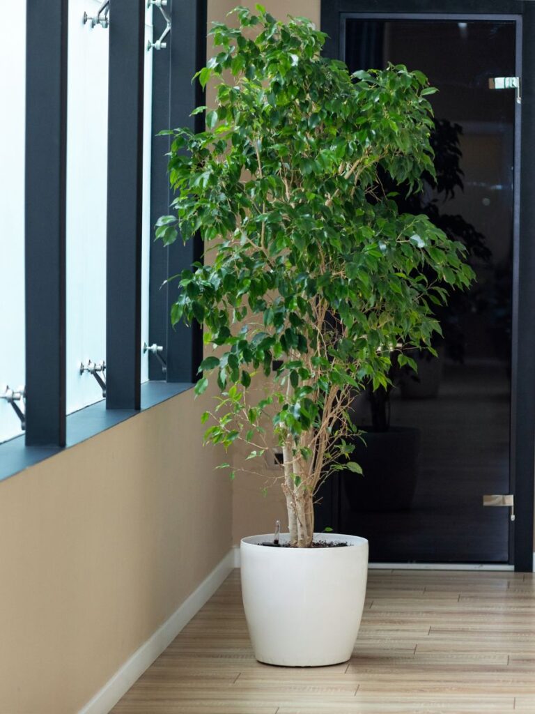 Weeping Fig for balcony privacy
