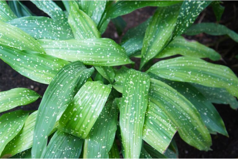 are cast iron plants toxic to cats