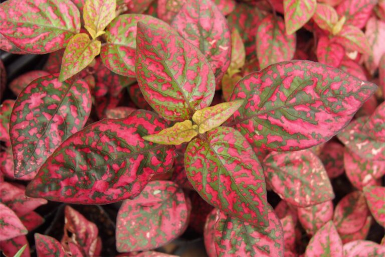 are polka dot plants toxic to dogs