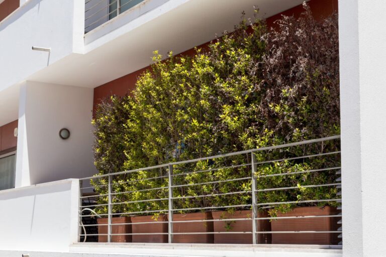 best tall plants for balcony privacy