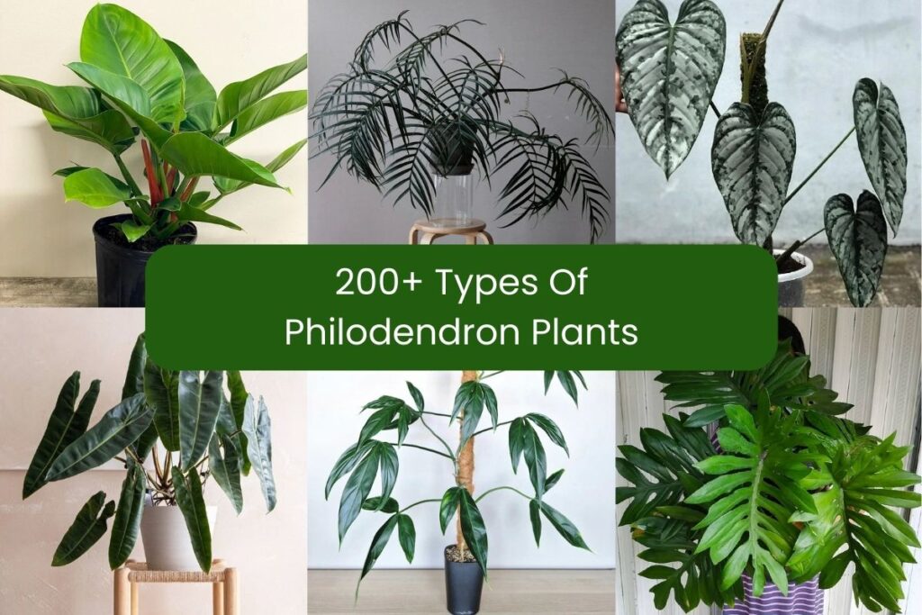 types of philodendron plants