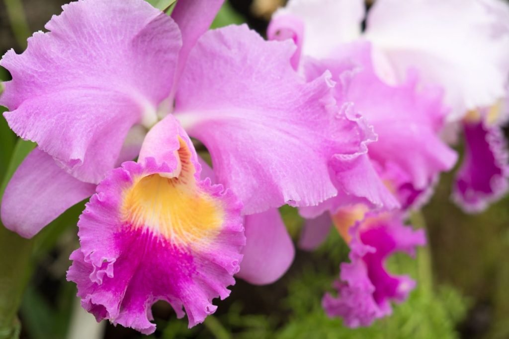 Cattleya Orchids for open terrarium