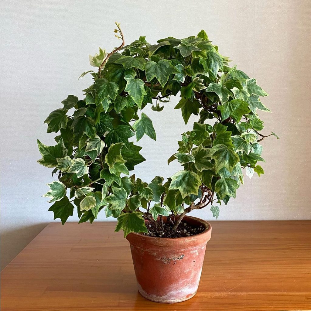 English Ivy for open terrarium