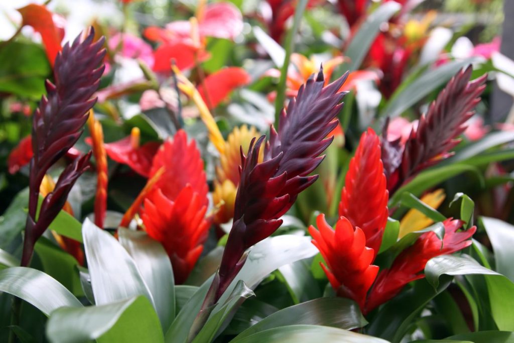 Flaming Sword plant for open terrarium