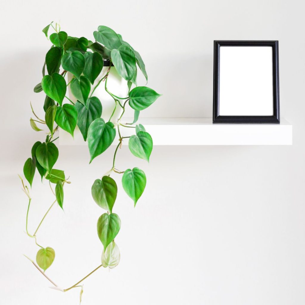 Heartleaf Philodendron for open terrarium