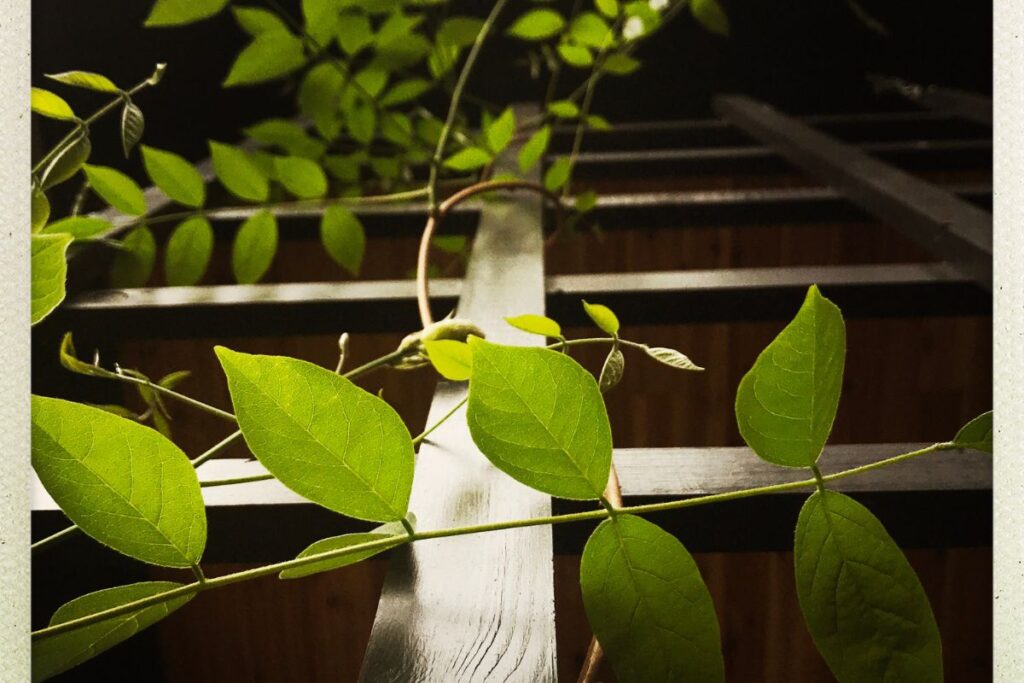 How To Train an Indoor Plant to Climb a Trellis