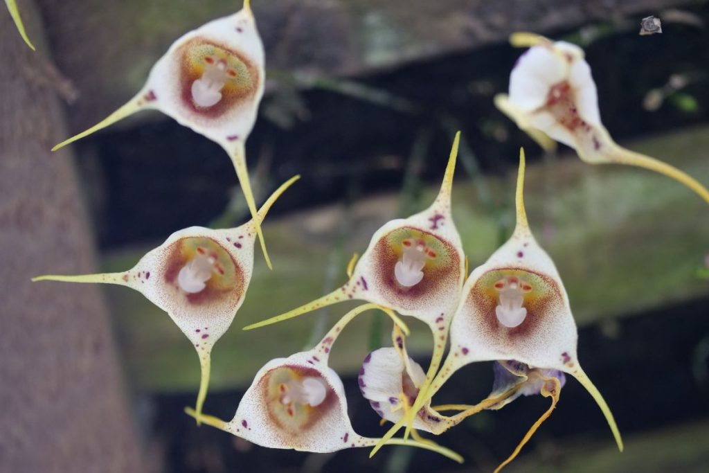 Monkey Face Orchid for open terrarium