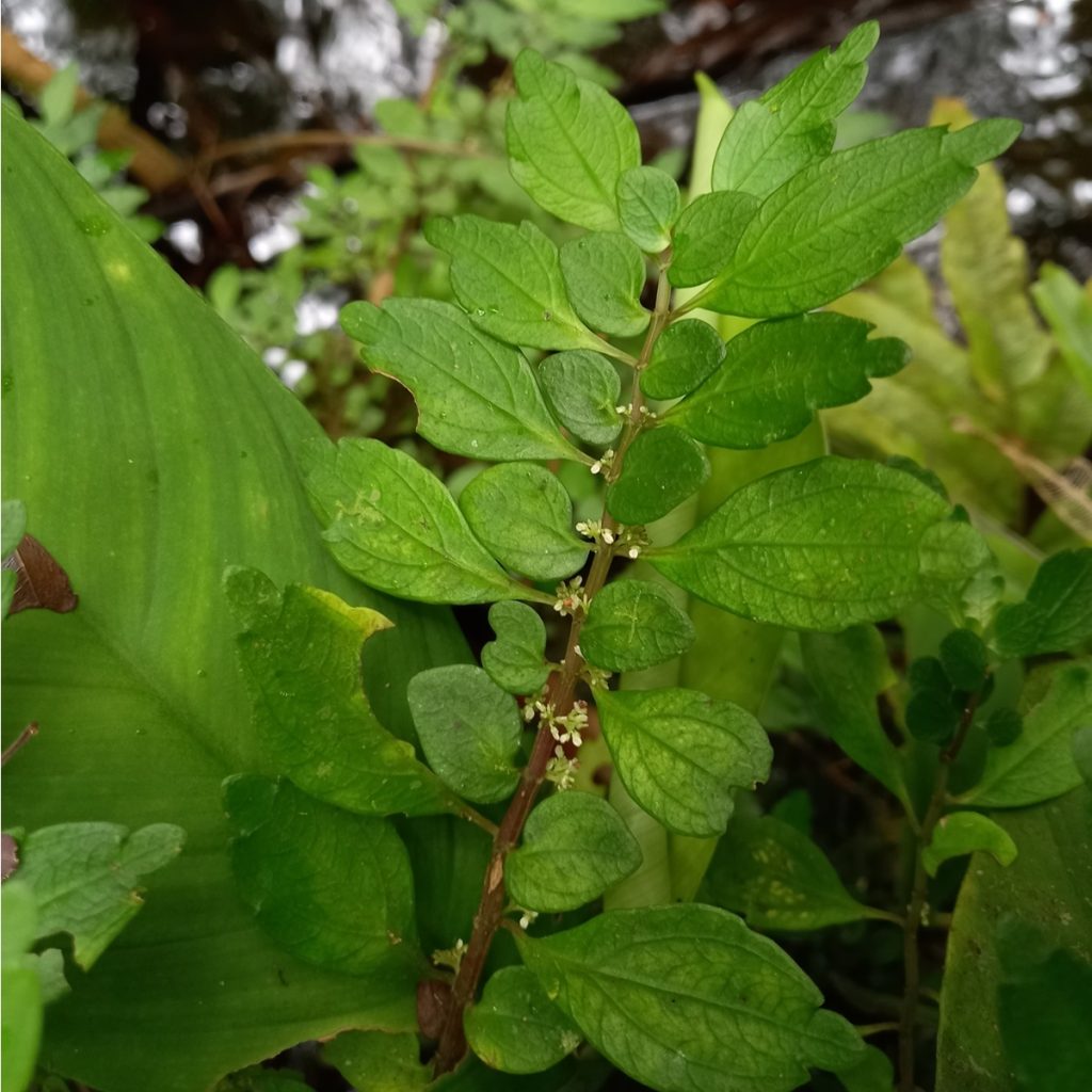 Pilea imparifolia