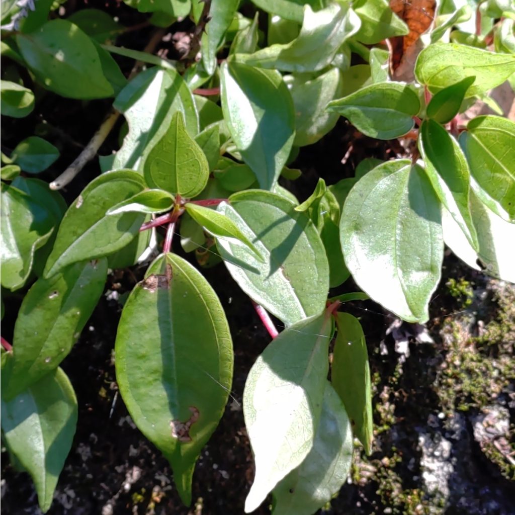 Pilea plataniflora
