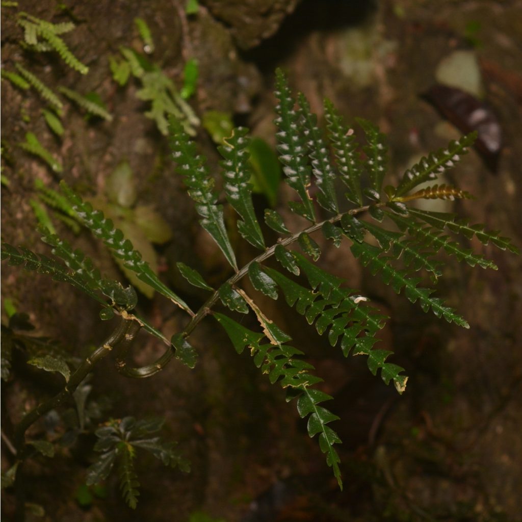 Pilea pteridophylla