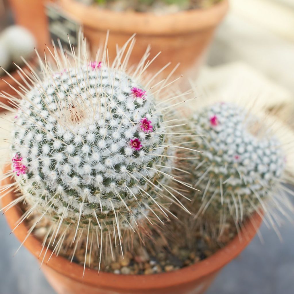 Pincushion Cactus for open terrarium
