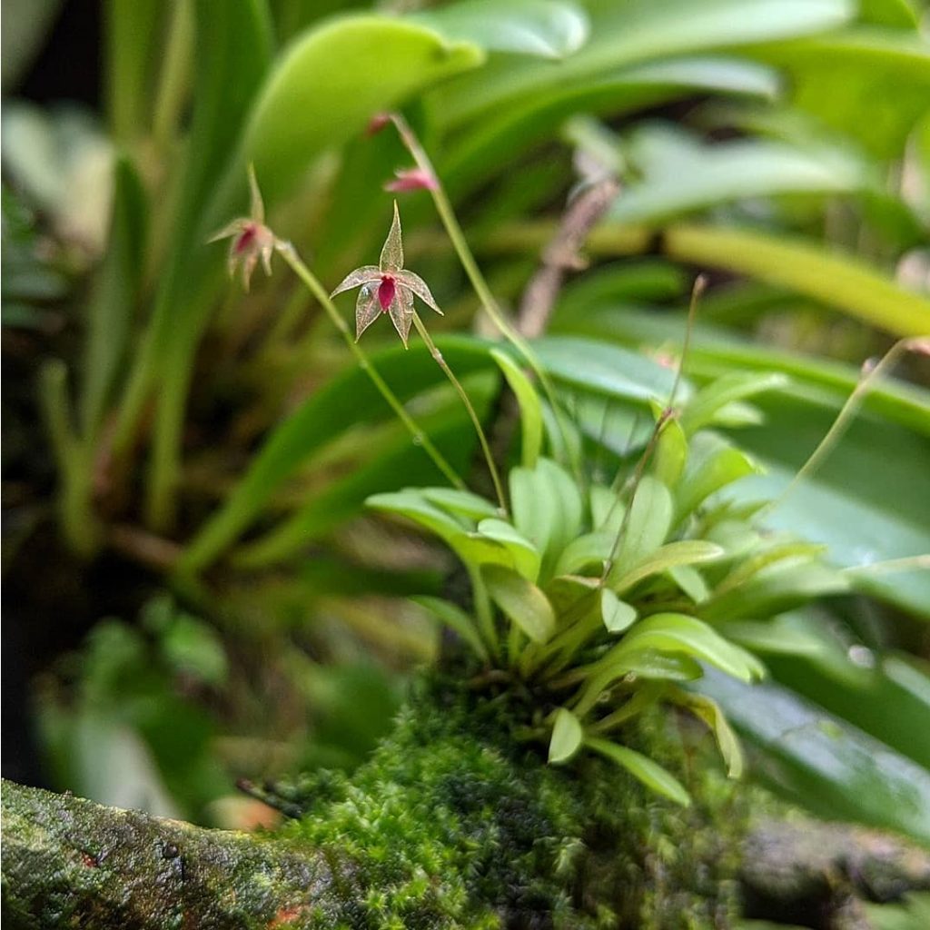 Platystele Orchids for open terrarium