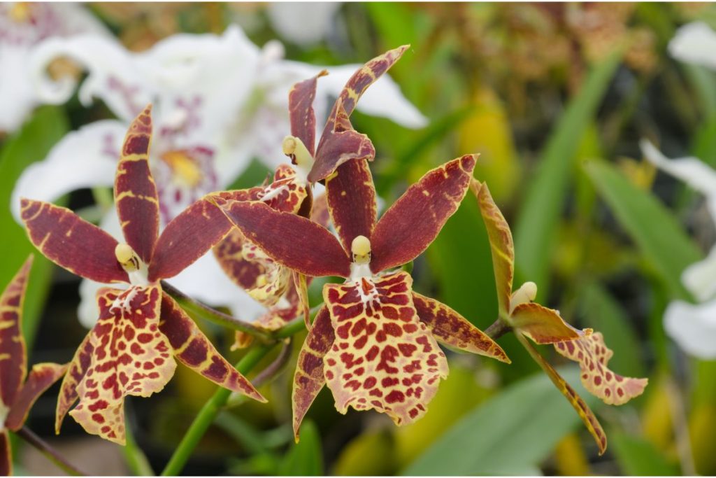 Tolumnia Orchids for open terrarium
