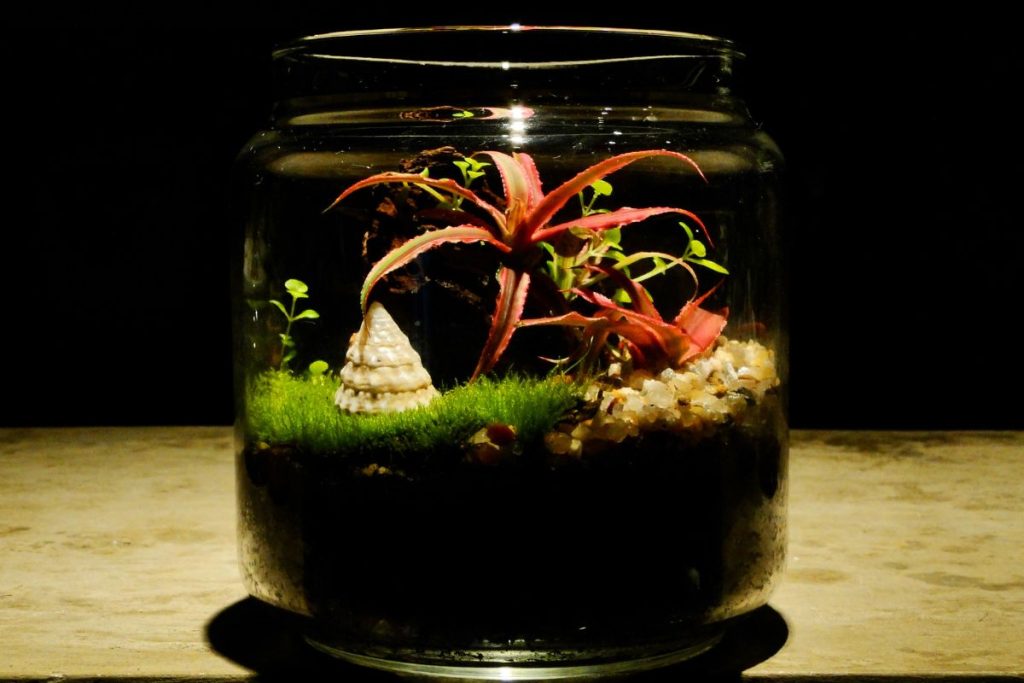 earth star plant for terrarium