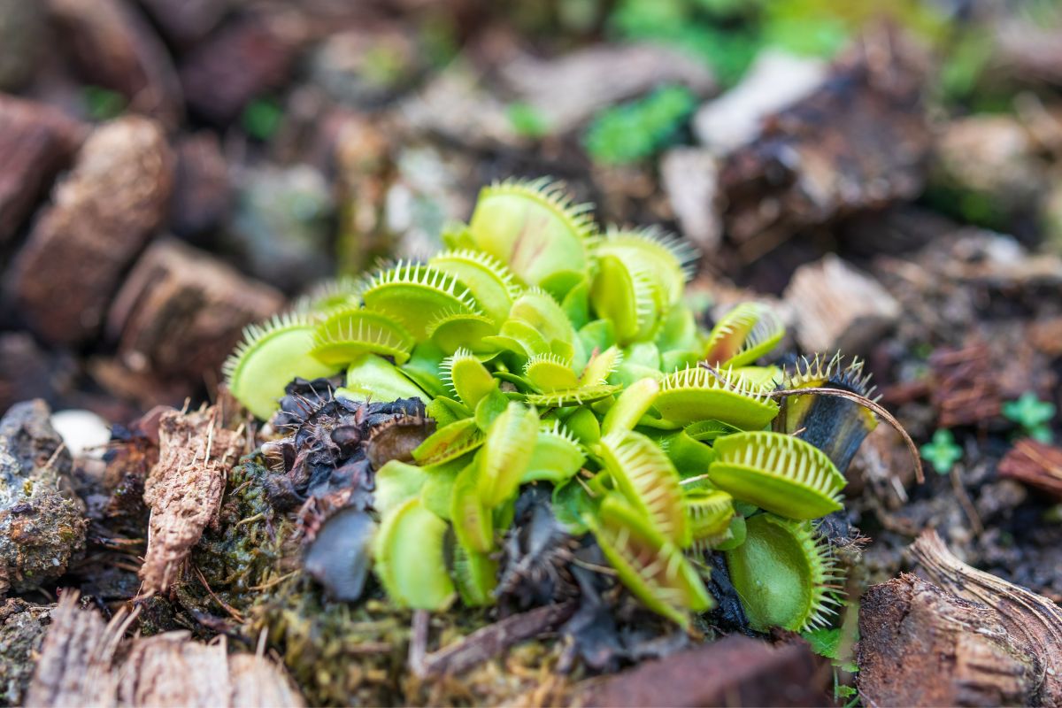 How To Make A Venus Flytrap Grow Big | Houseplant Alley