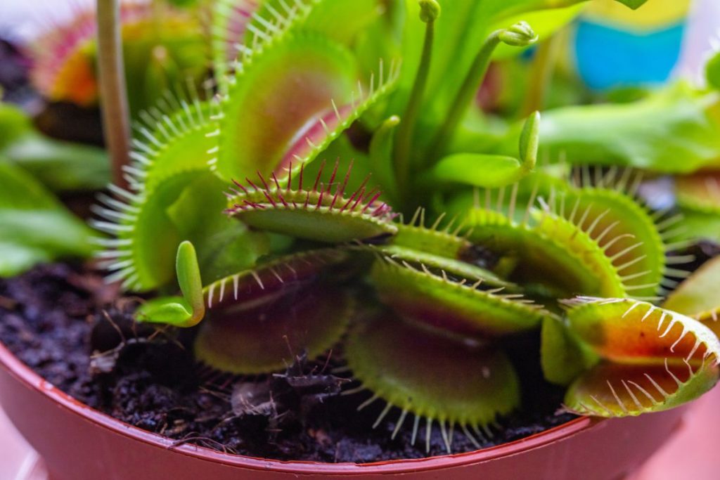 how long does it take for a venus fly trap to grow