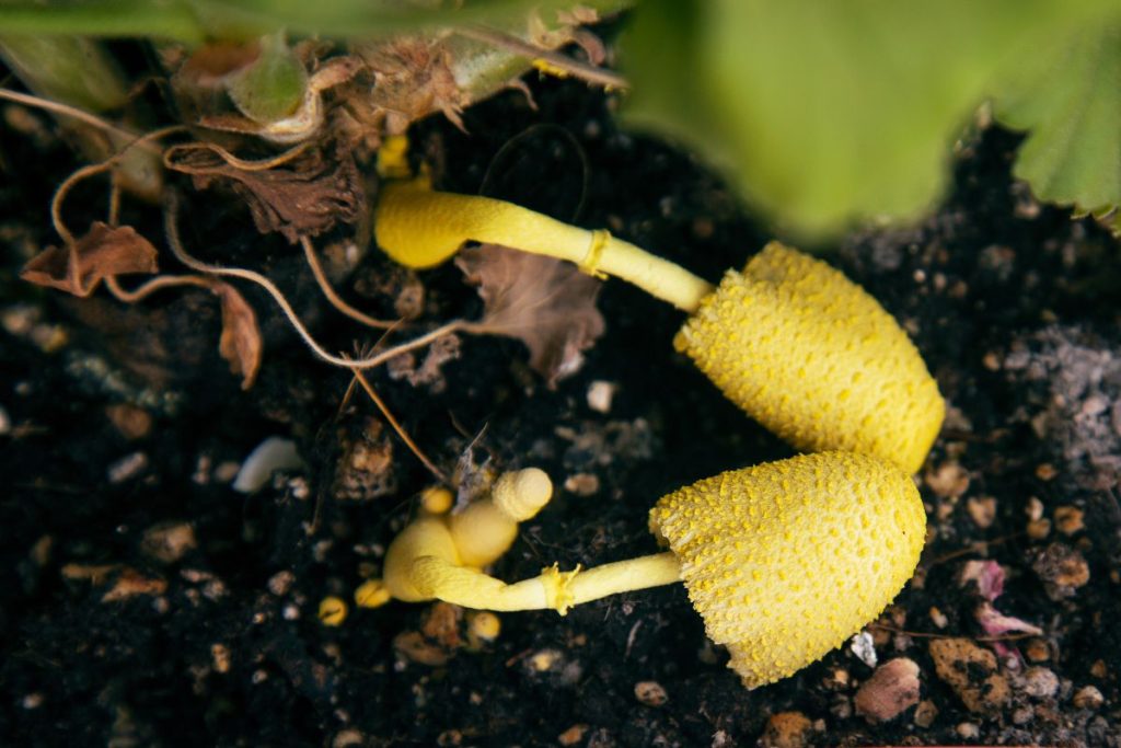 how to get rid of mushroom in houseplants
