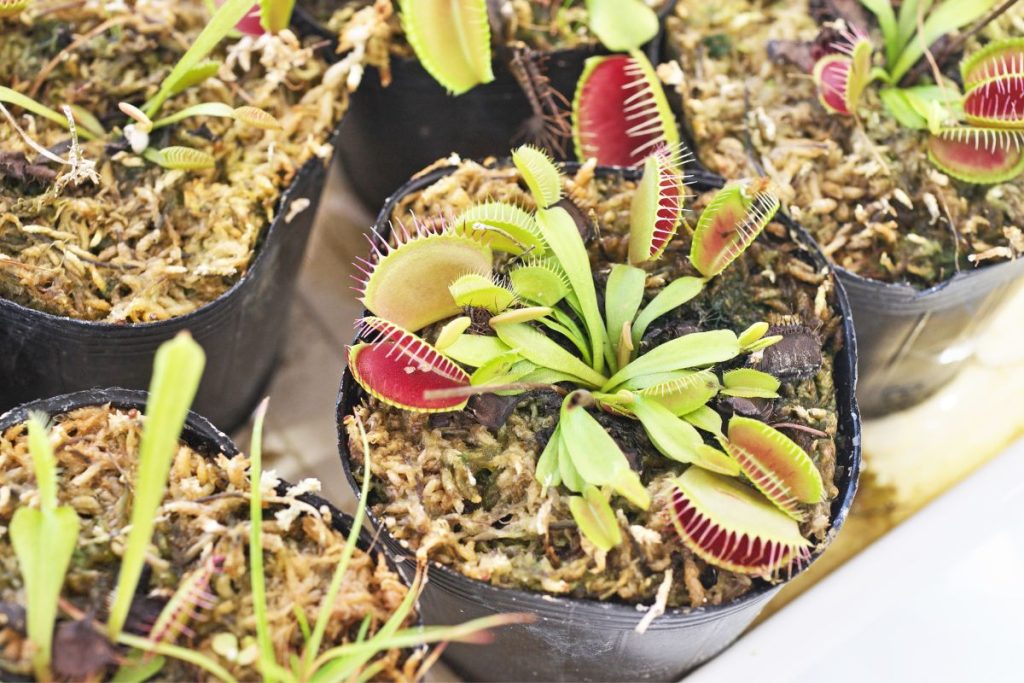 how to make a venus flytrap grow big