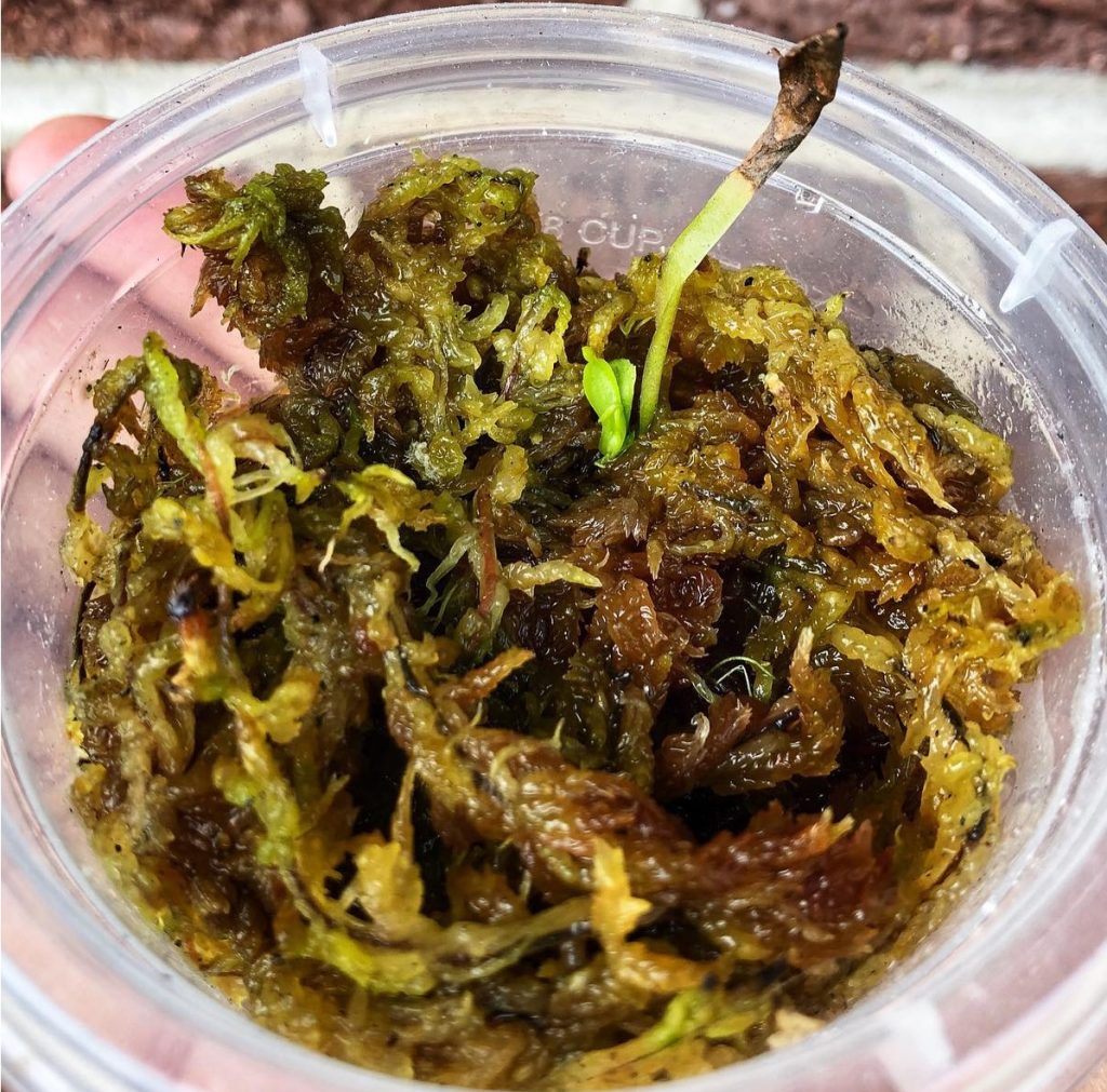 how to propagate venus flytrap