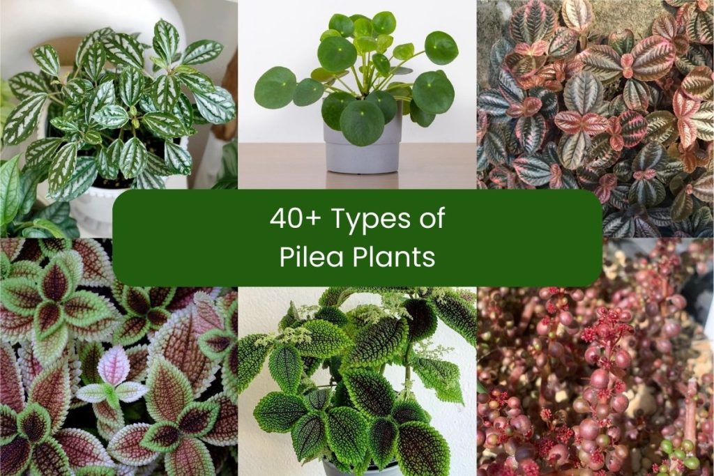 types of pilea plants with pictures