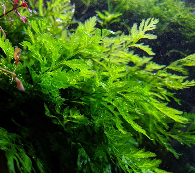 African Water Fern for beginners
