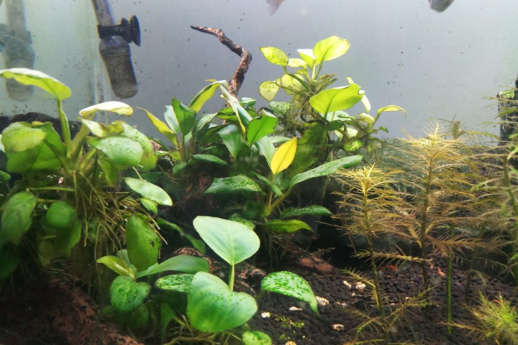 Anubias for beginners