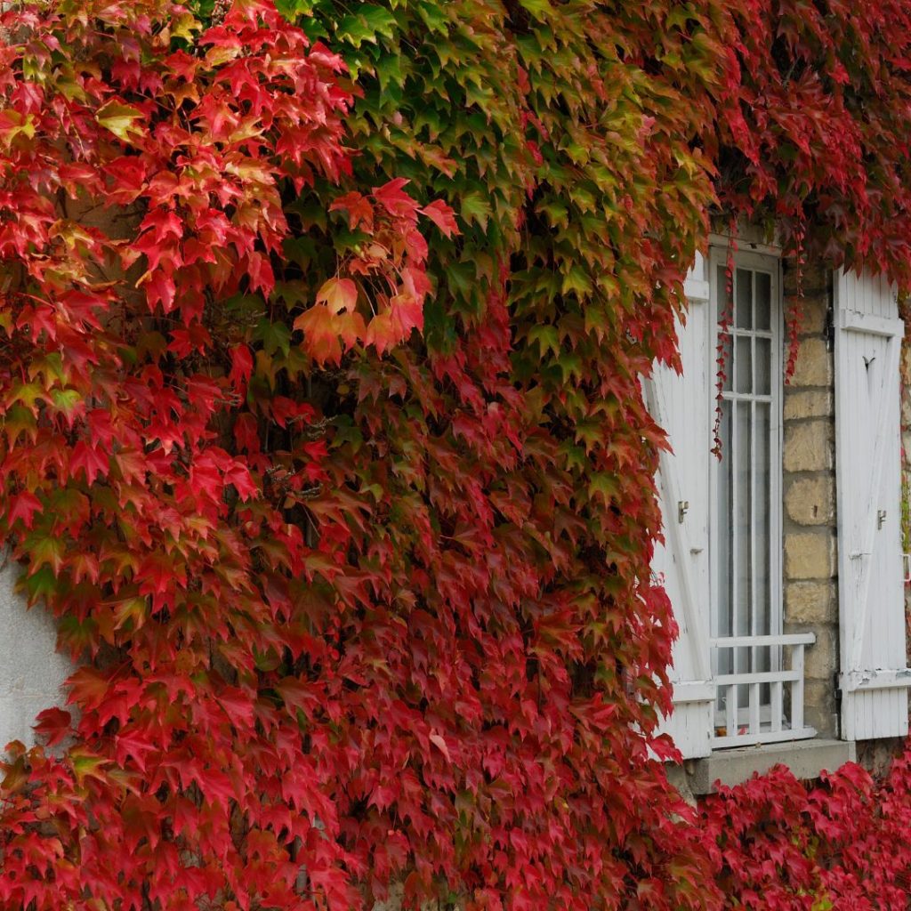 Boston Ivy for window boxes