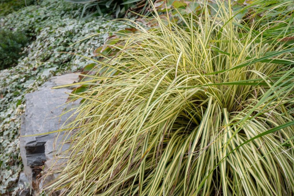 Carex Grass for reptile terrarium