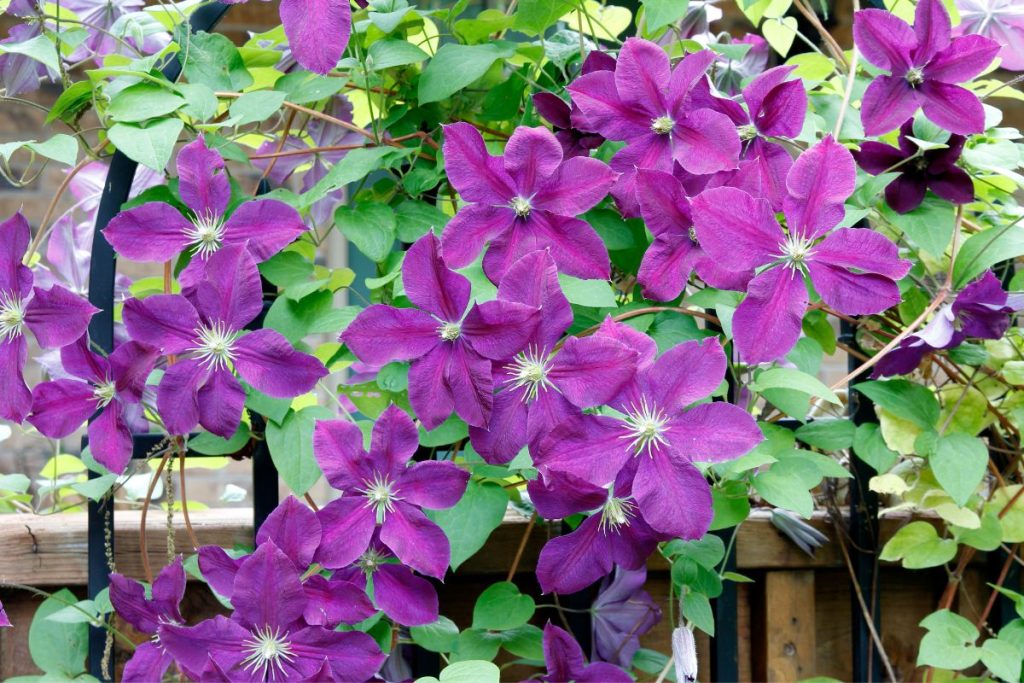 Clematis for window boxes