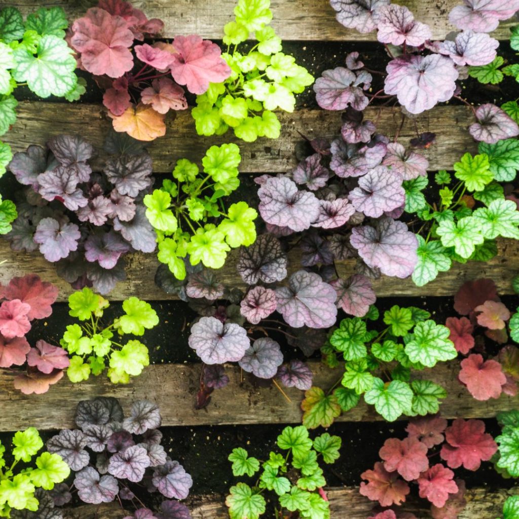 Coral Bells for window boxes