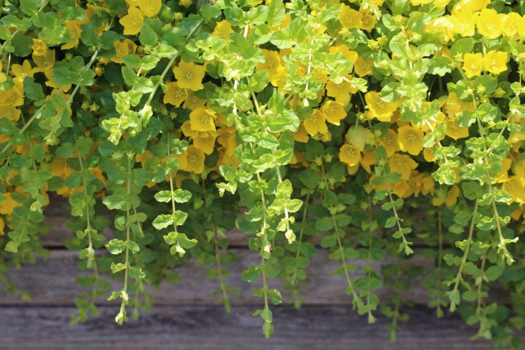 Creeping Jenny Vine for window boxes