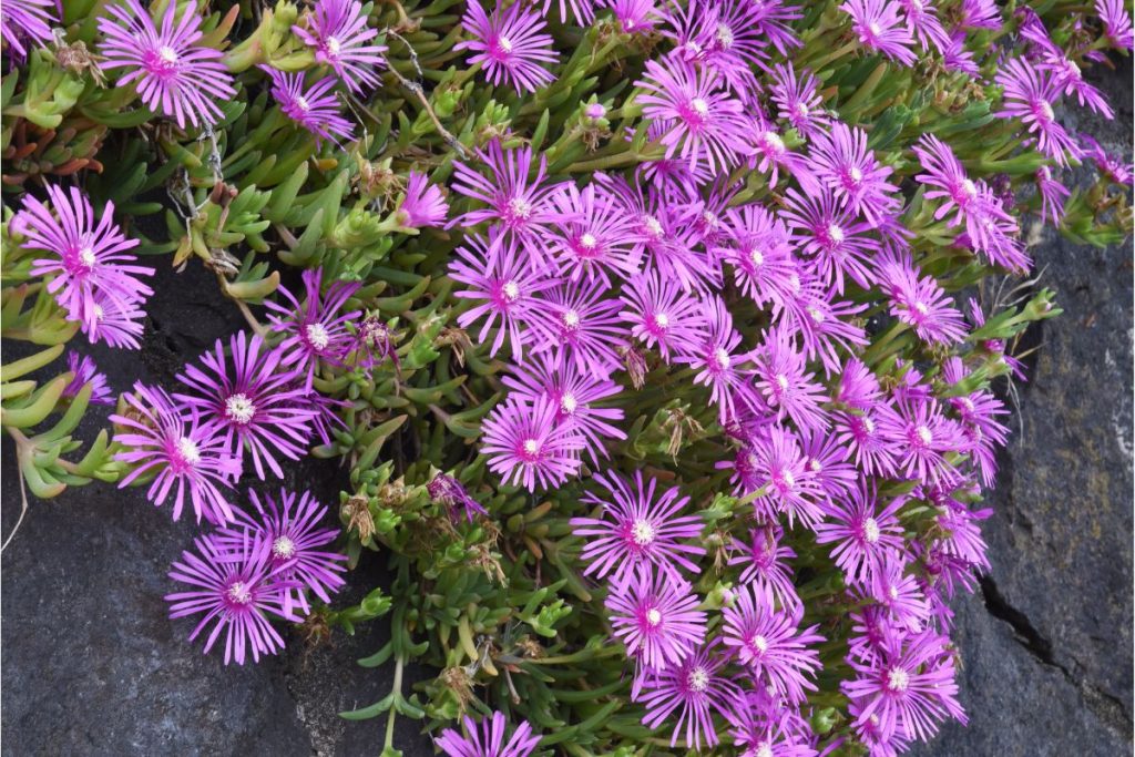 Ice Plant for window boxes