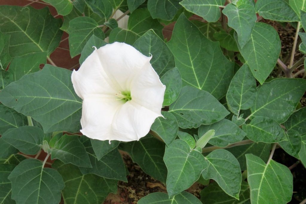 Moonflower for window boxes
