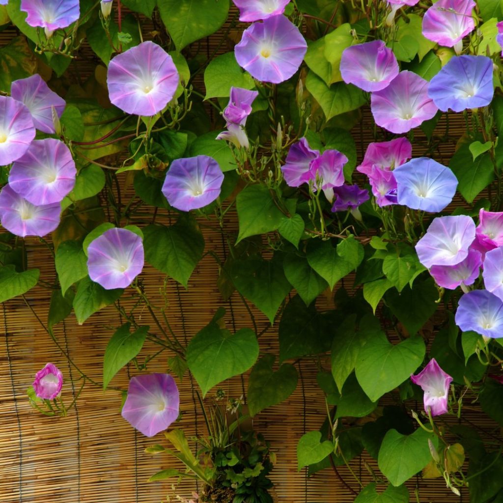 Morning Glory for window boxes