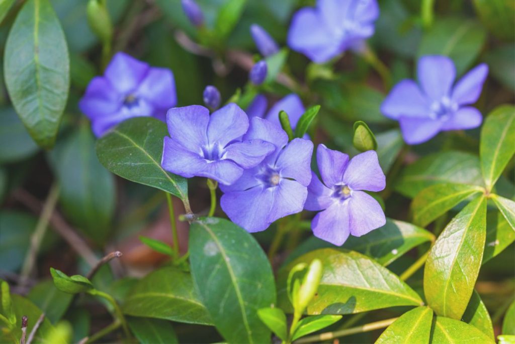 Periwinkle for window boxes