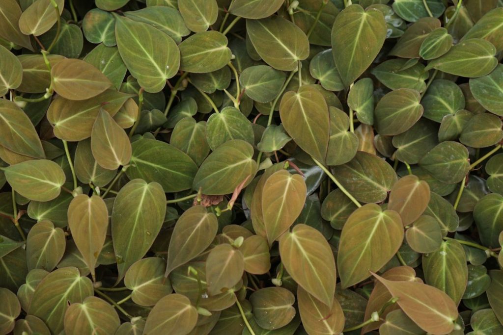 Philodendron micans for reptile terrarium