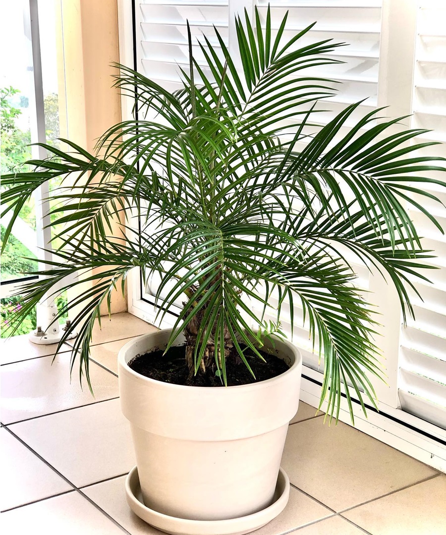 18 Indoor Tree Plants Safe For Cats | Houseplant Alley