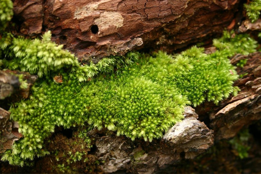 Sphagnum Moss for reptile terrarium