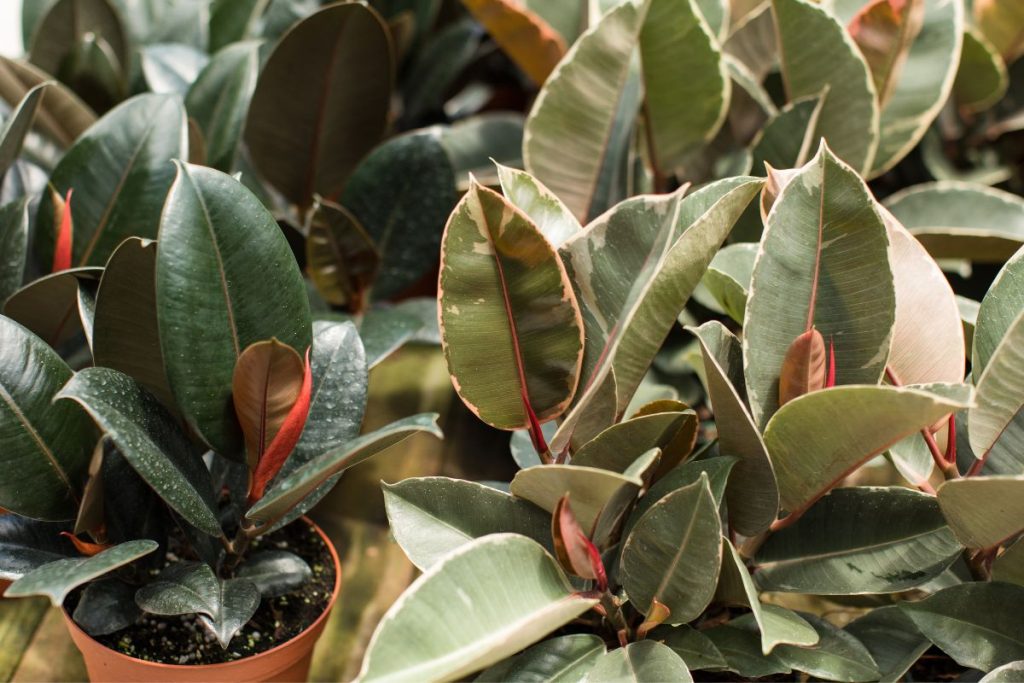 are rubber plants toxic