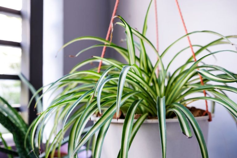 are spider plants toxic to cats