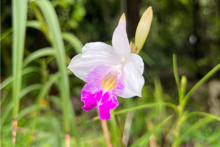 bamboo orchid care