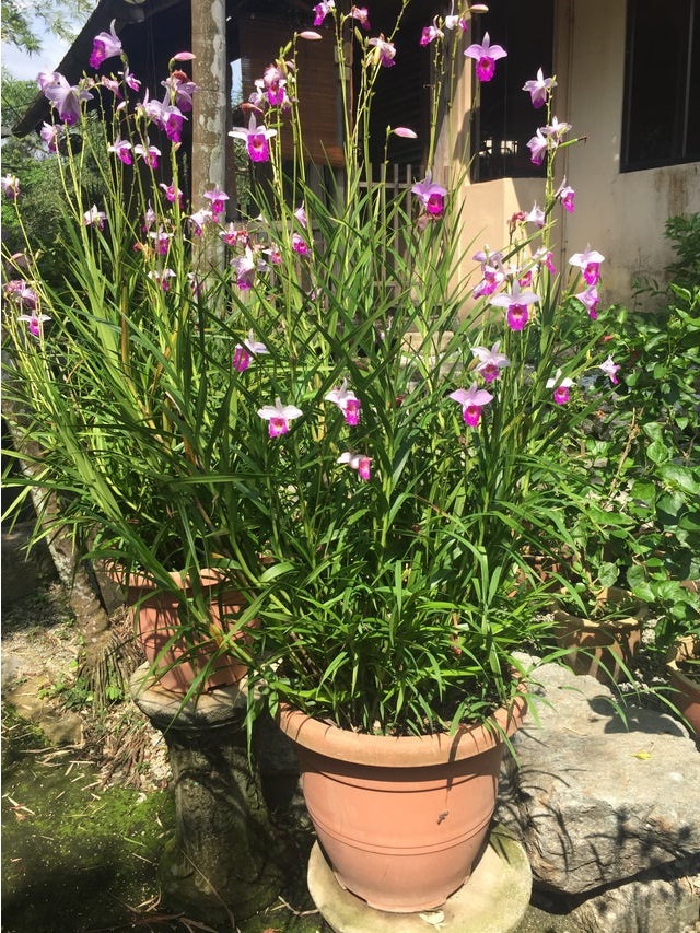 bamboo orchid in pot