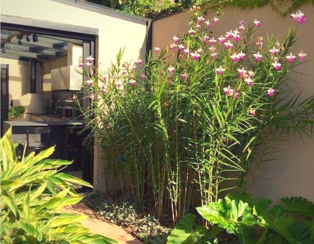 bamboo orchid outdoor care