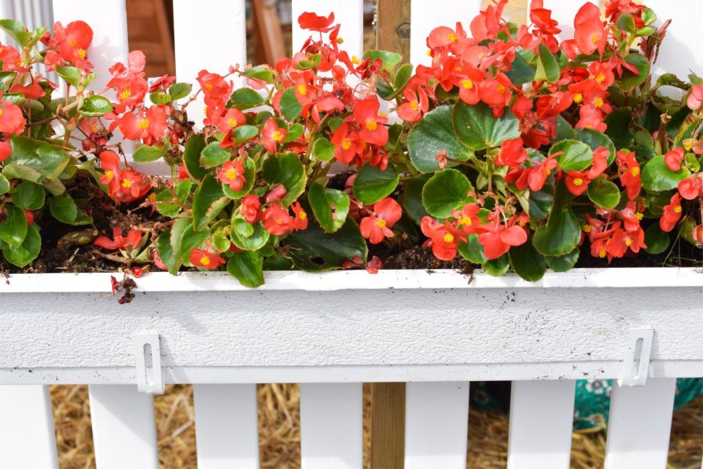 begonias for window boxes