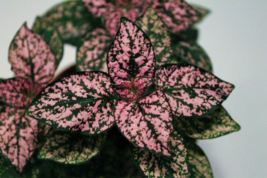 how long do polka dot plants live