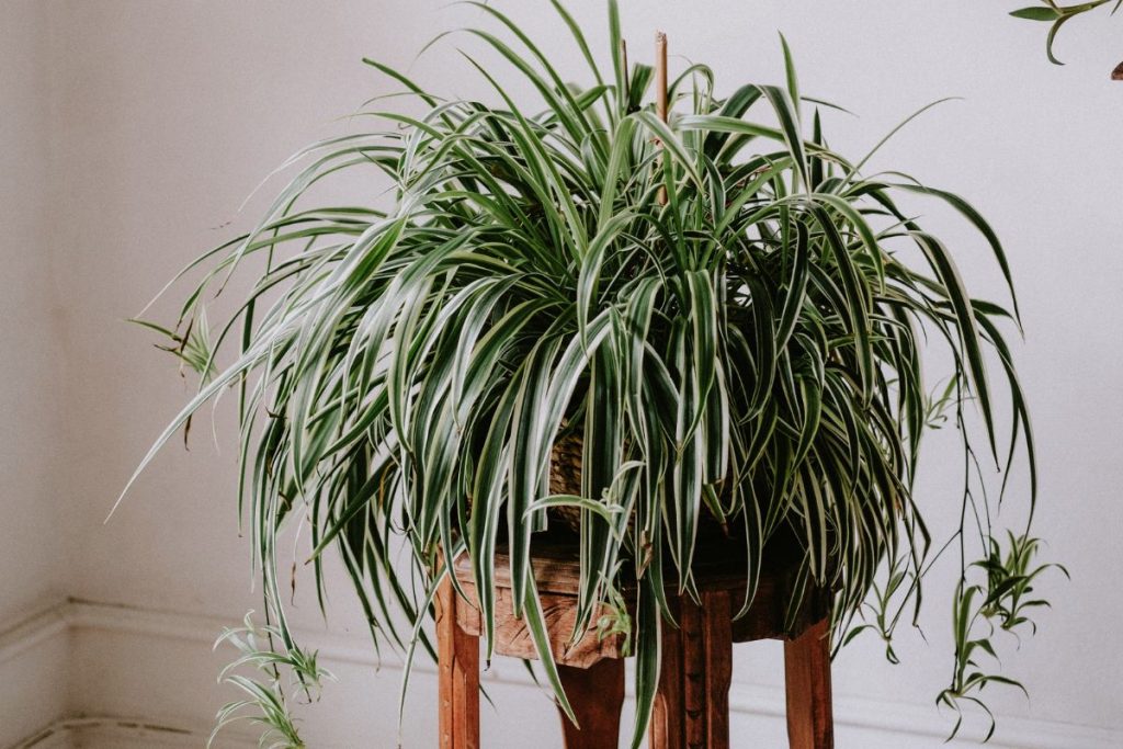 how long do spider plants live