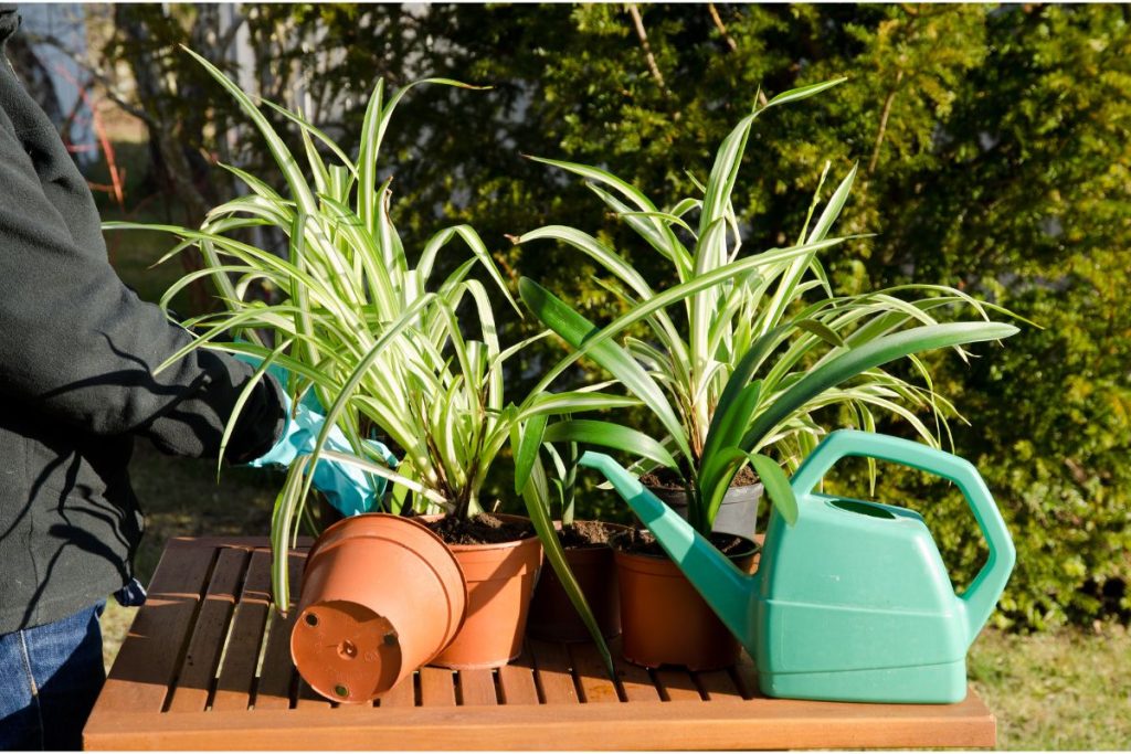 how often do you water spider plants