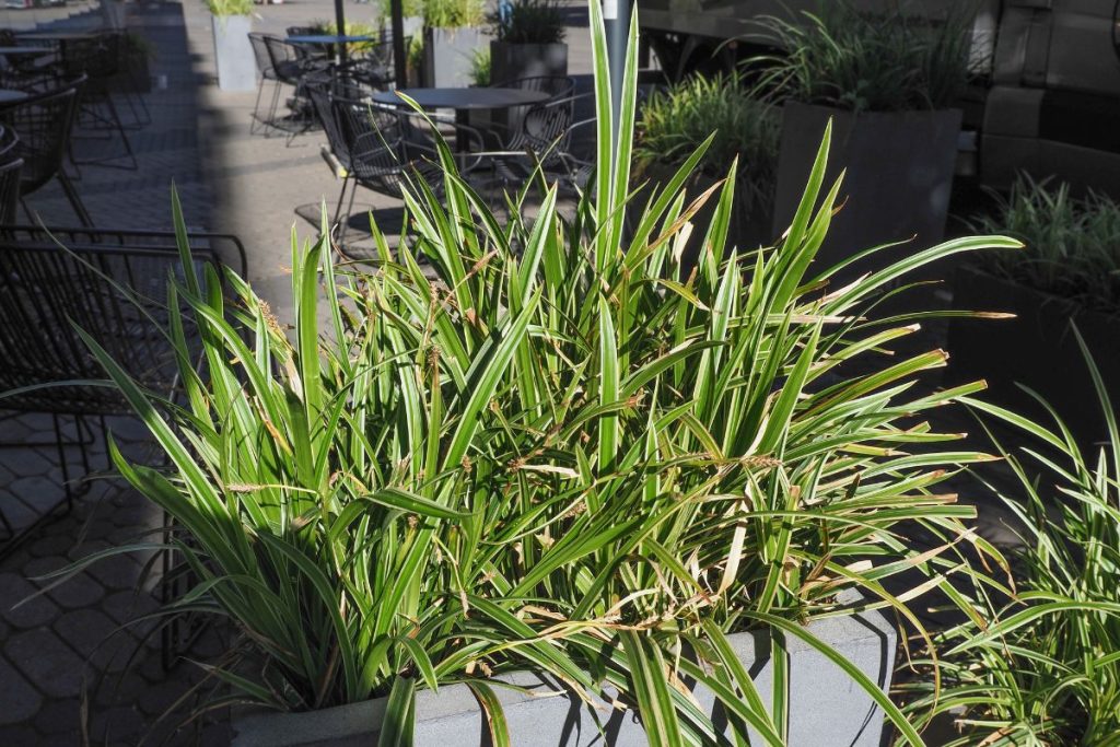 how often should I water spider plants