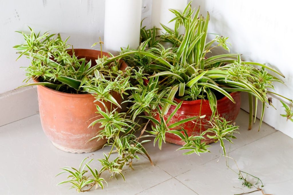 how often to water spider plants